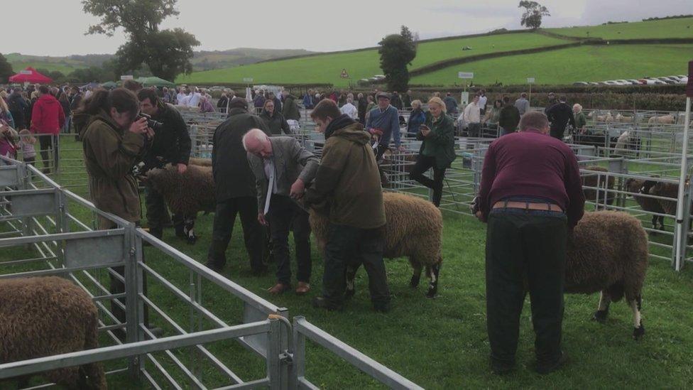 Sheep judging at Westmorland County Show