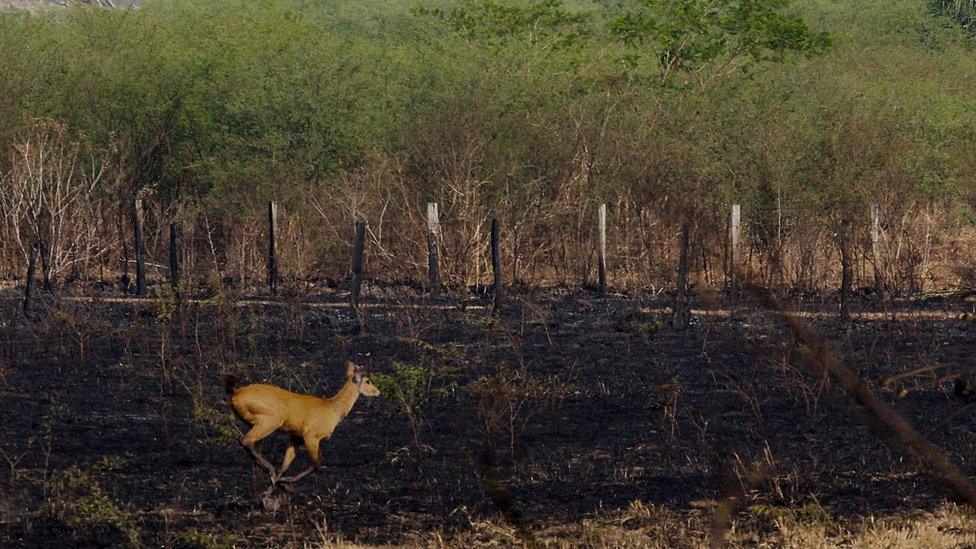 A deer running in a burnt area caused by forest fires at the Pantanal ecoregion of Brazil