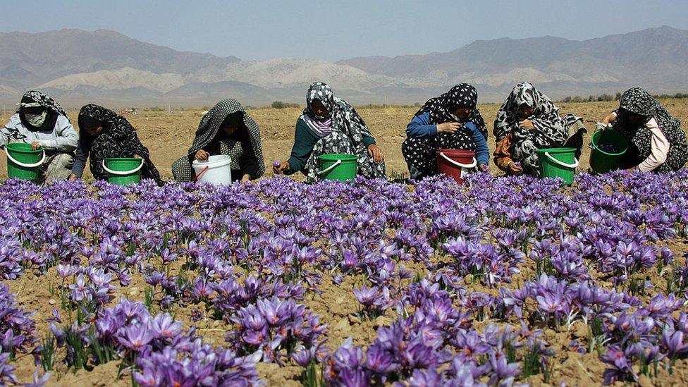 Iranian women harvest crocuses in 2006