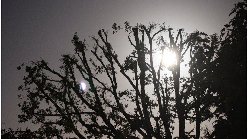 The moon hidden behind a tree in Surrey