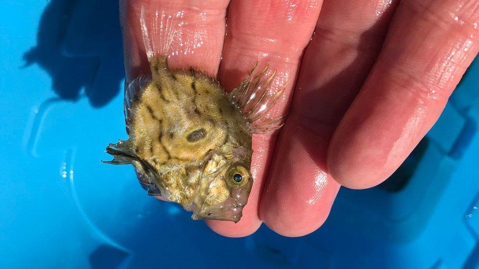 John Dory