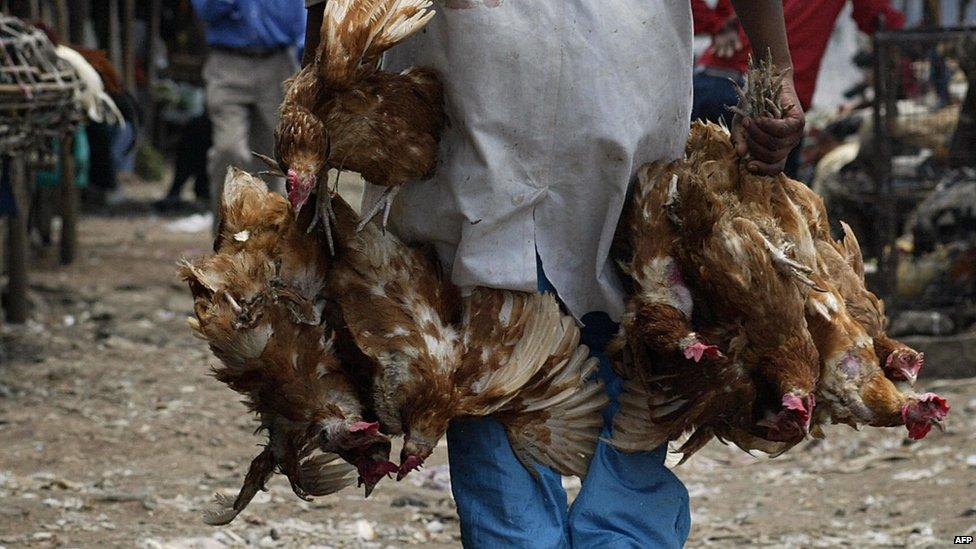 Kenyan chickens