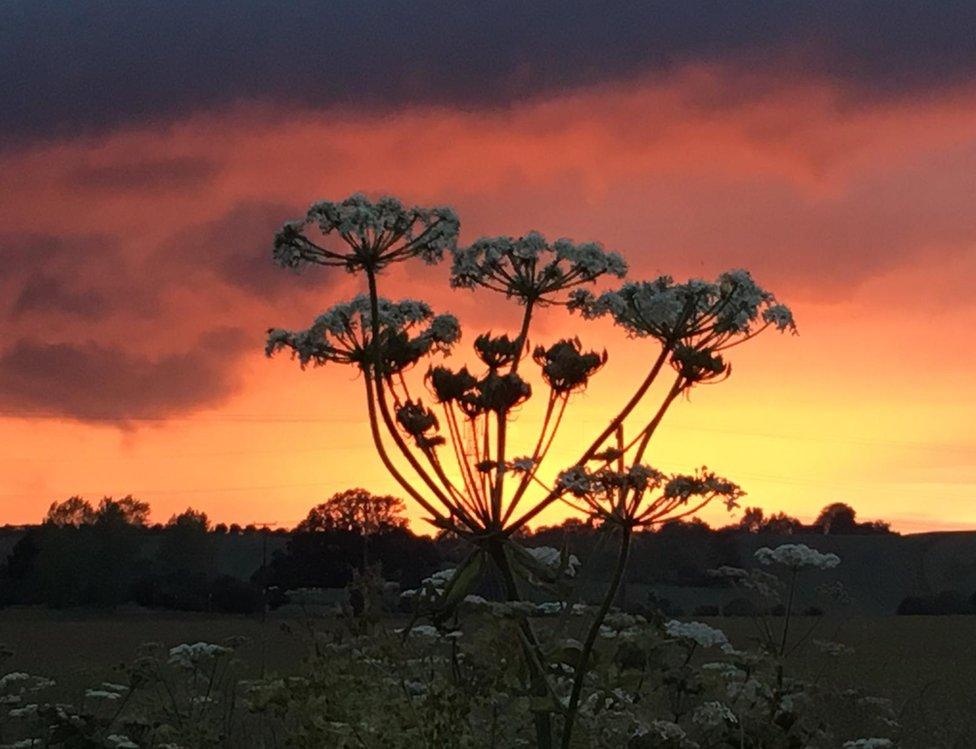 Sunset over a field