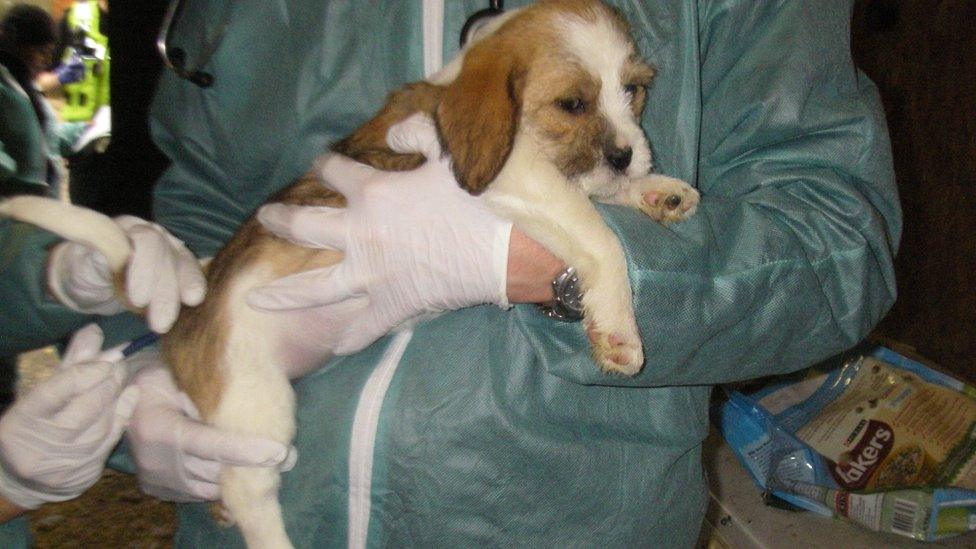 A puppy rescued from a farm in Solihull