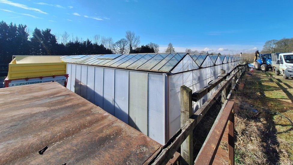 Glasshouses at Norton Nurseries