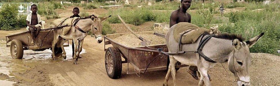 Donkeys pull wheelbarrows as villagers cross a muddy path, on August 3, 1988 in Ouagadougou,