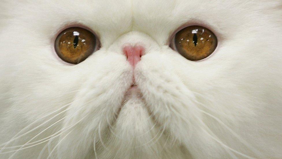 Spoofy, a white Persian cat, waits to be groomed