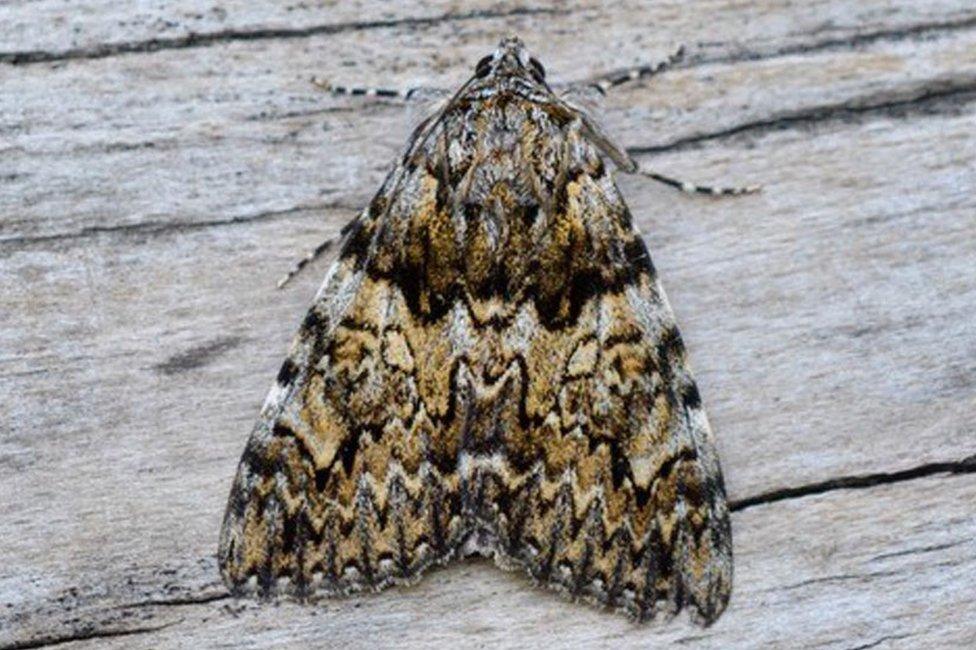 Light Crimson Underwing shown with wings closed. It looks fairly brown and dull