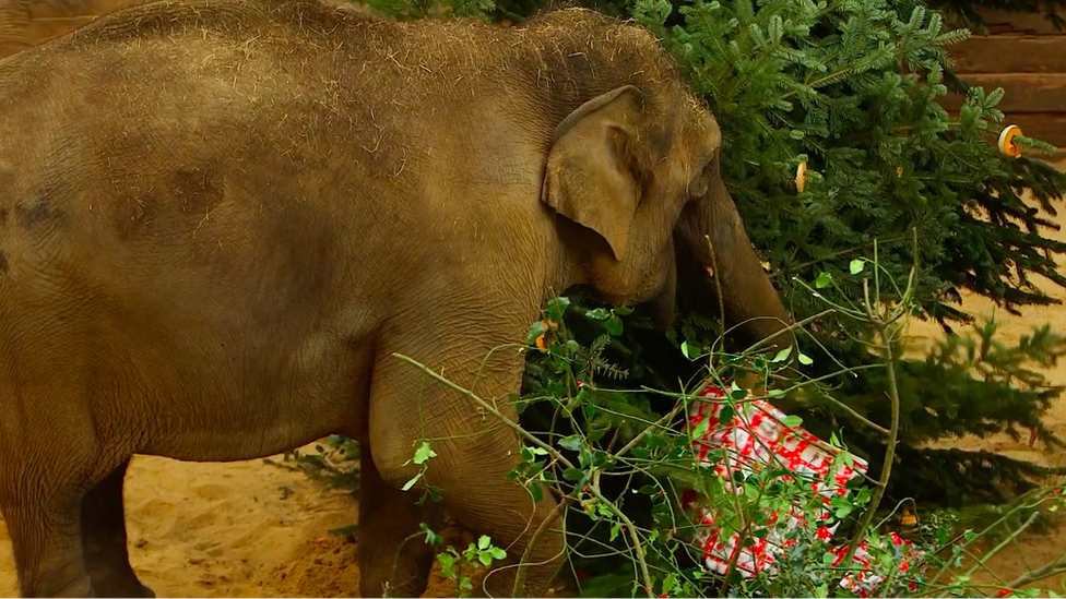 An elephant with a christmas tree