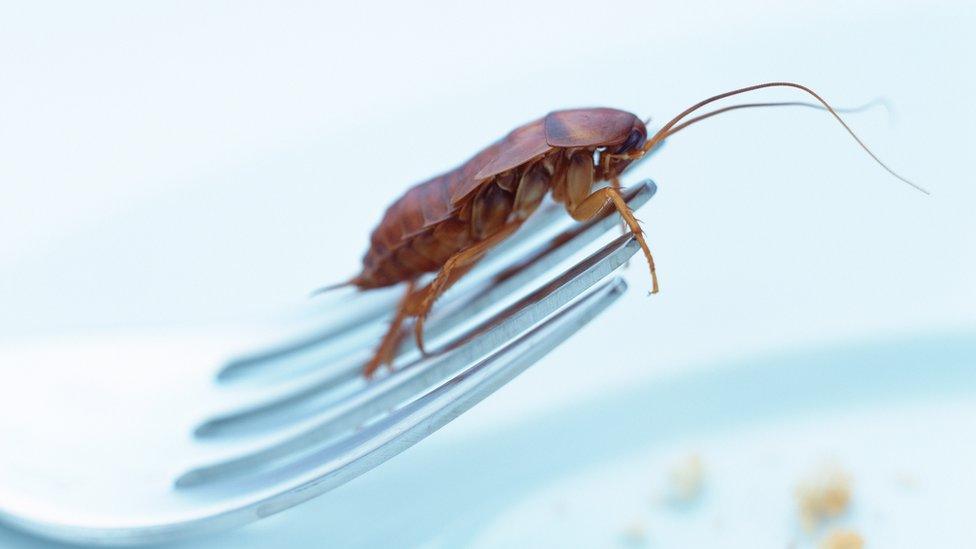 cockroach on a fork.