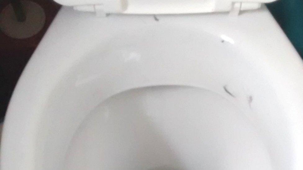 Cat fur on toilet