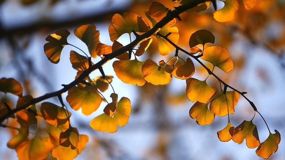 Ginkgo leaves