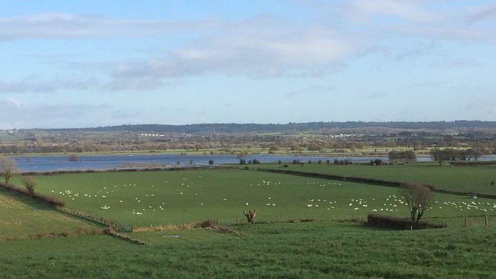 Whooper swans at Lough Beg