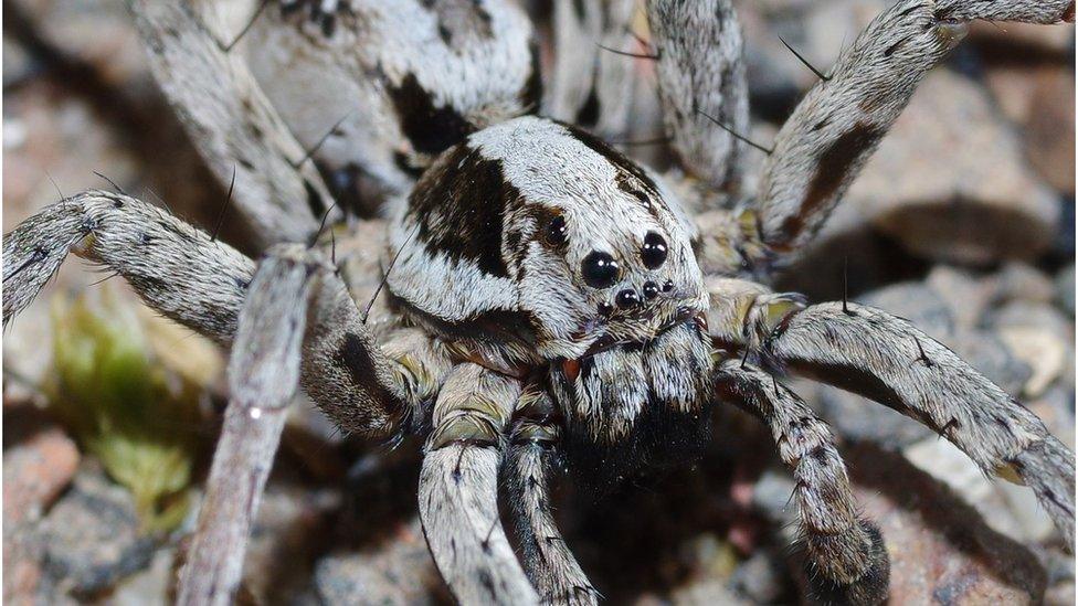 The Great Fox Spider