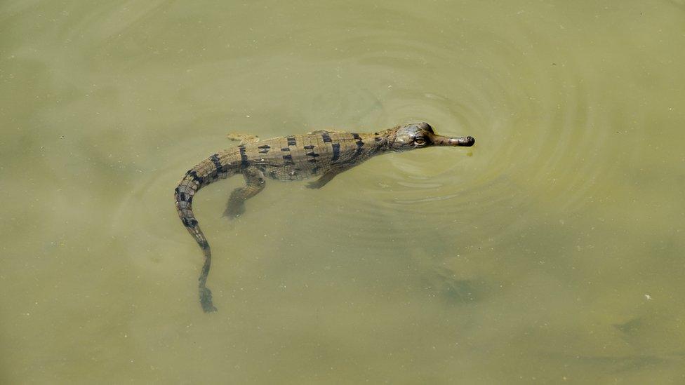 The hatchlings appear to have survived monsoon rains