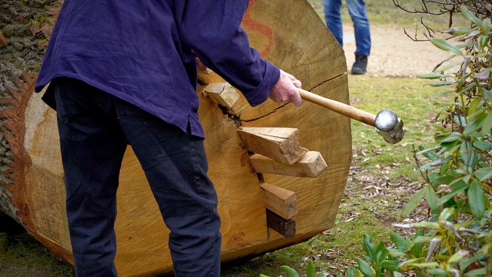 Man hammering wooden pegs into the base of an oak tree trunk to split it