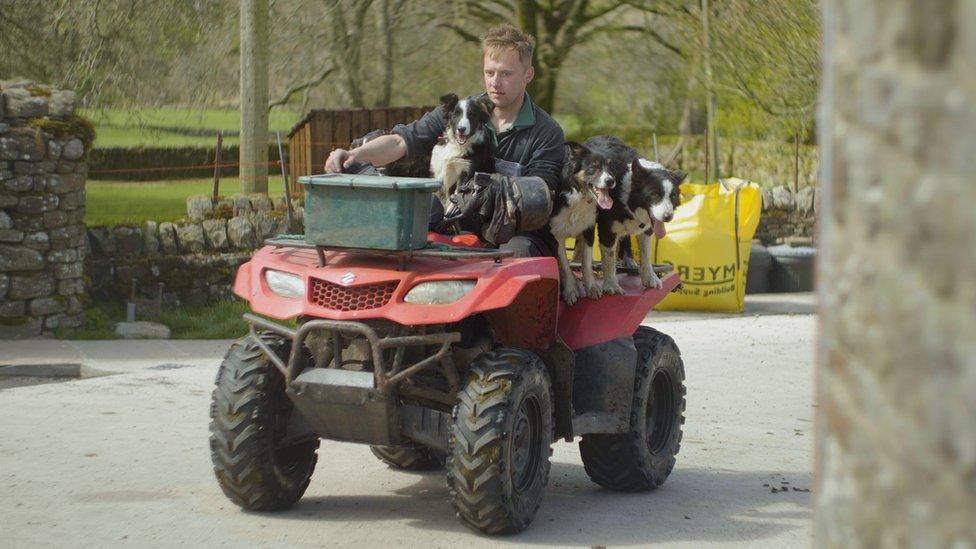 Man on quad bike with sheepdogs