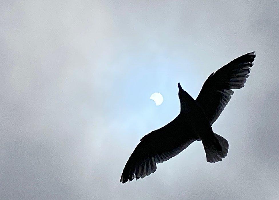 Bird and eclipse at Romney Sands