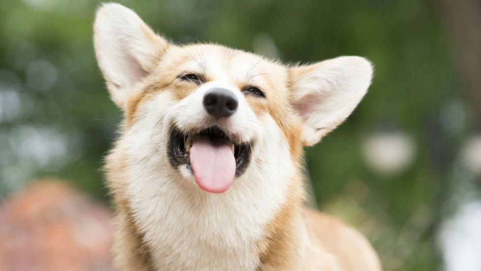 Dog laughing