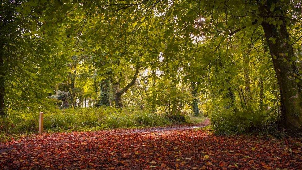 Carpet of leaves at Stackpole Woods, near Pembroke