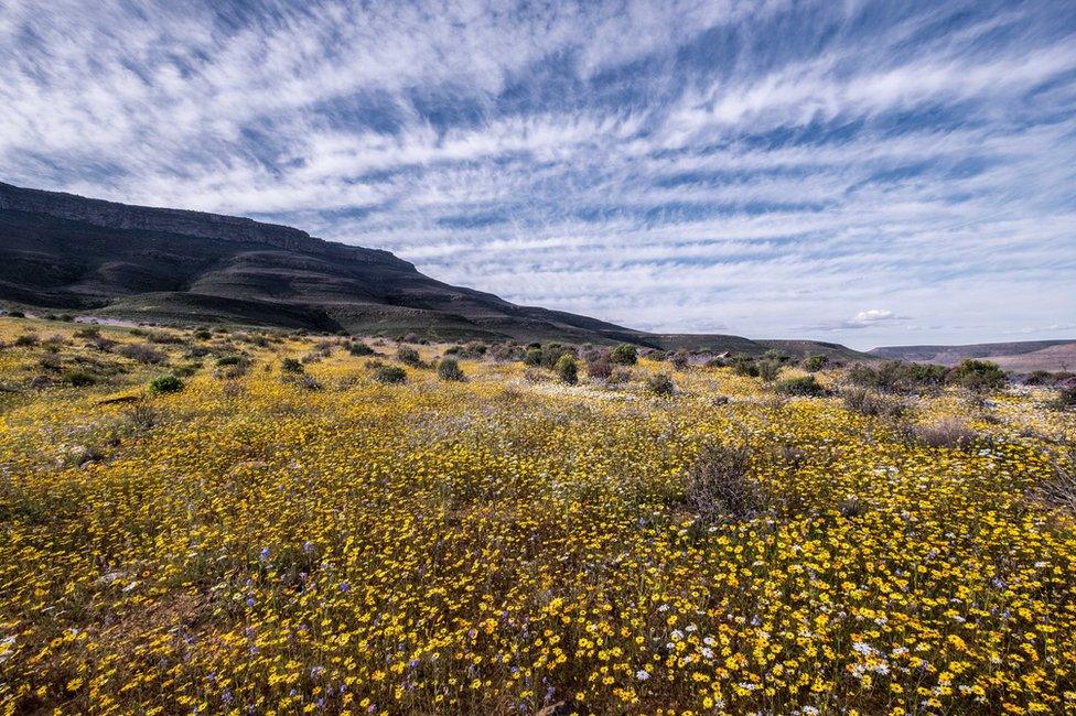 Flowers in the desert