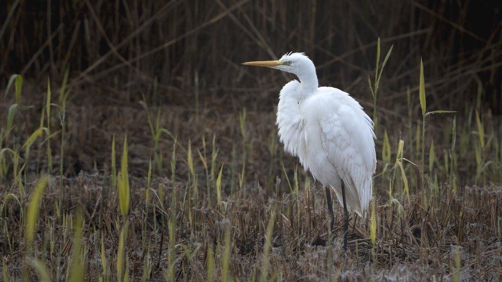 Great egret