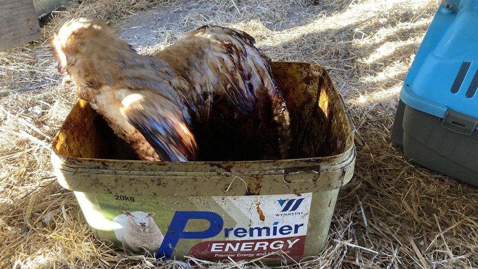 Barn owl trapped in bucket of molasses