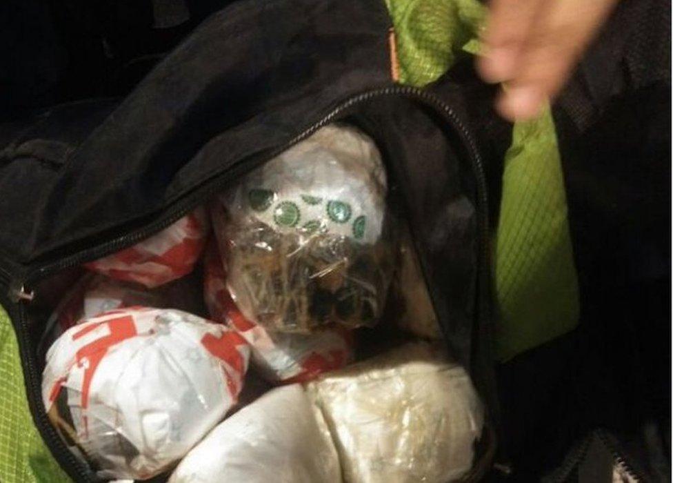 This was the appalling way the buggers had packed the tortoises into a backpack and tried to smuggle them.