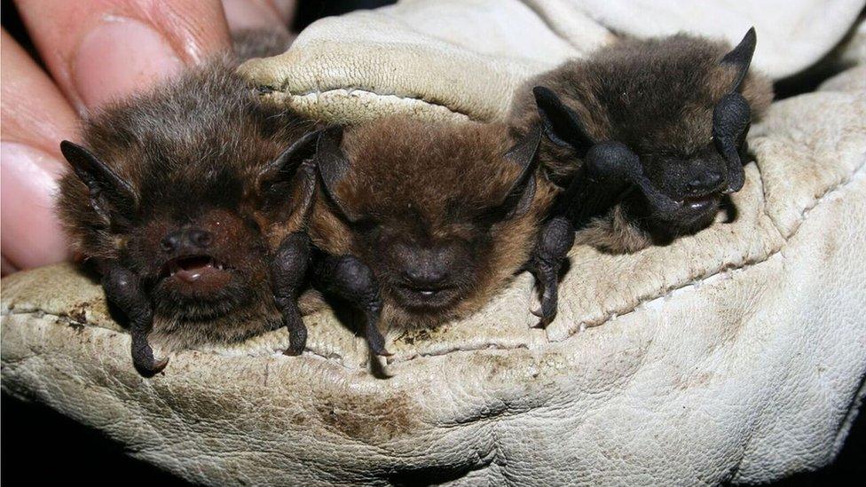 Nathusius, Soprano, Common Pipistrelle Bat