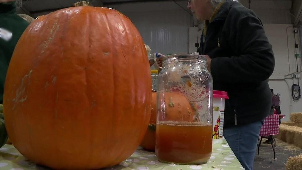 Pumpkin at Farmwise