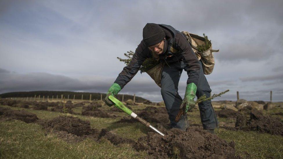 tree planting