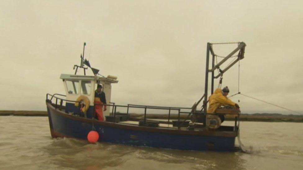 Colchester Oyster Fishery boat laying shells