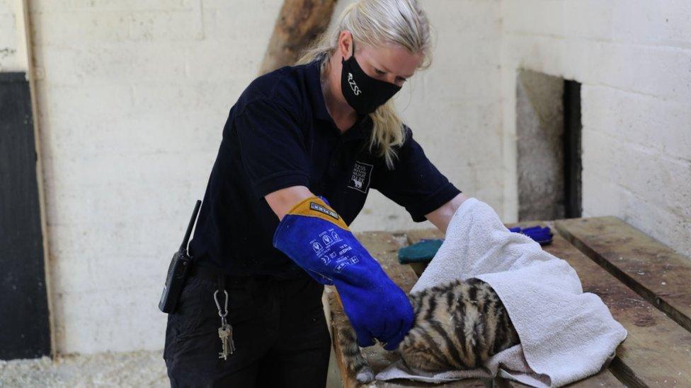 Female cub during health check