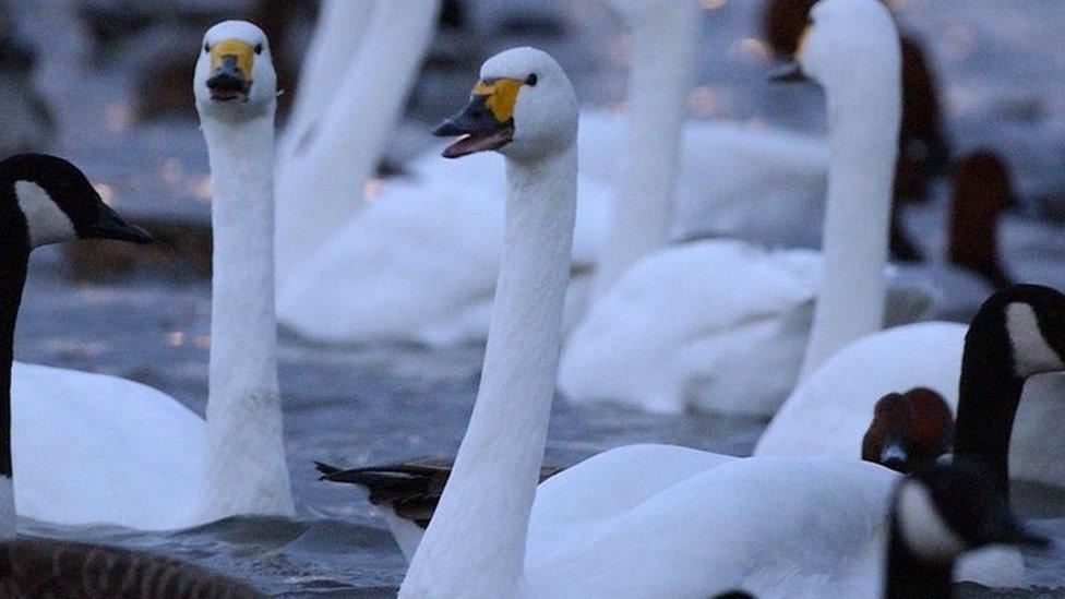 Bewick's Swans on Swan Lake at the Wildfowl Wetlands Trust, Slimbridge in Gloucestershire