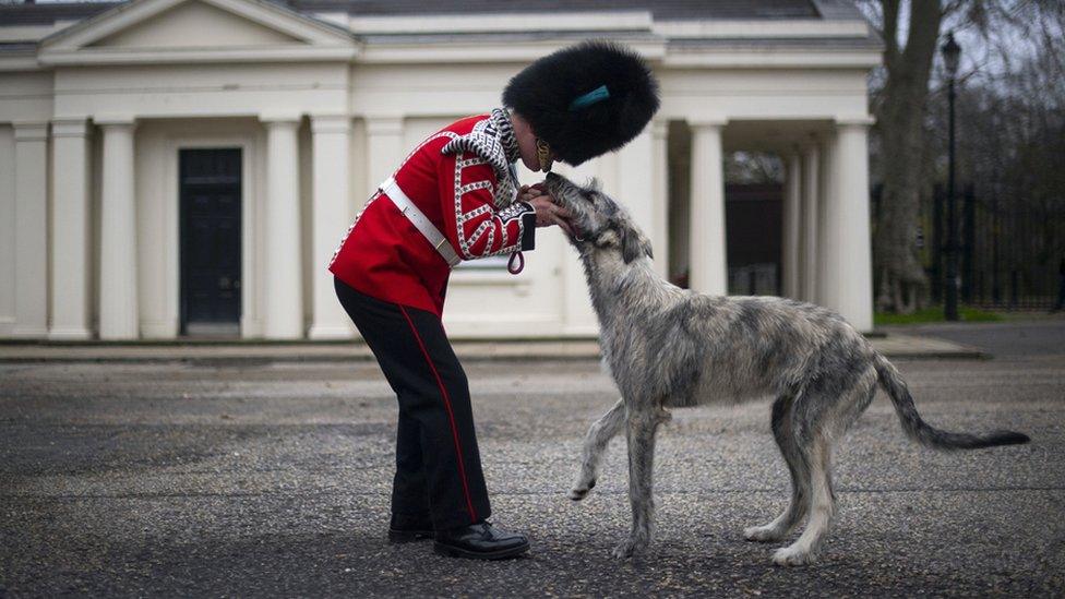 The Irish Guards’ new canine regimental mascot, an Irish wolfhound called Turlough Mor