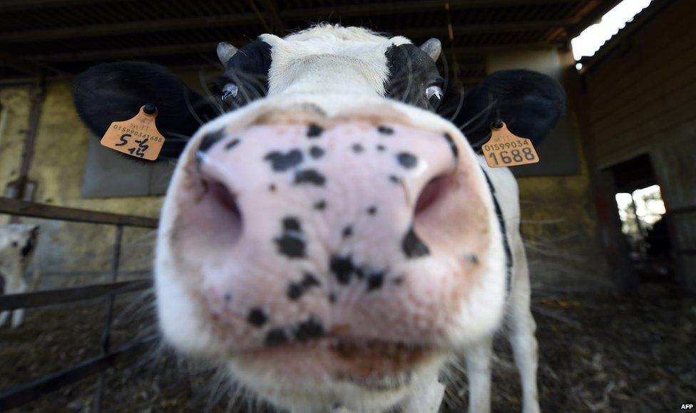 A close up of a cow