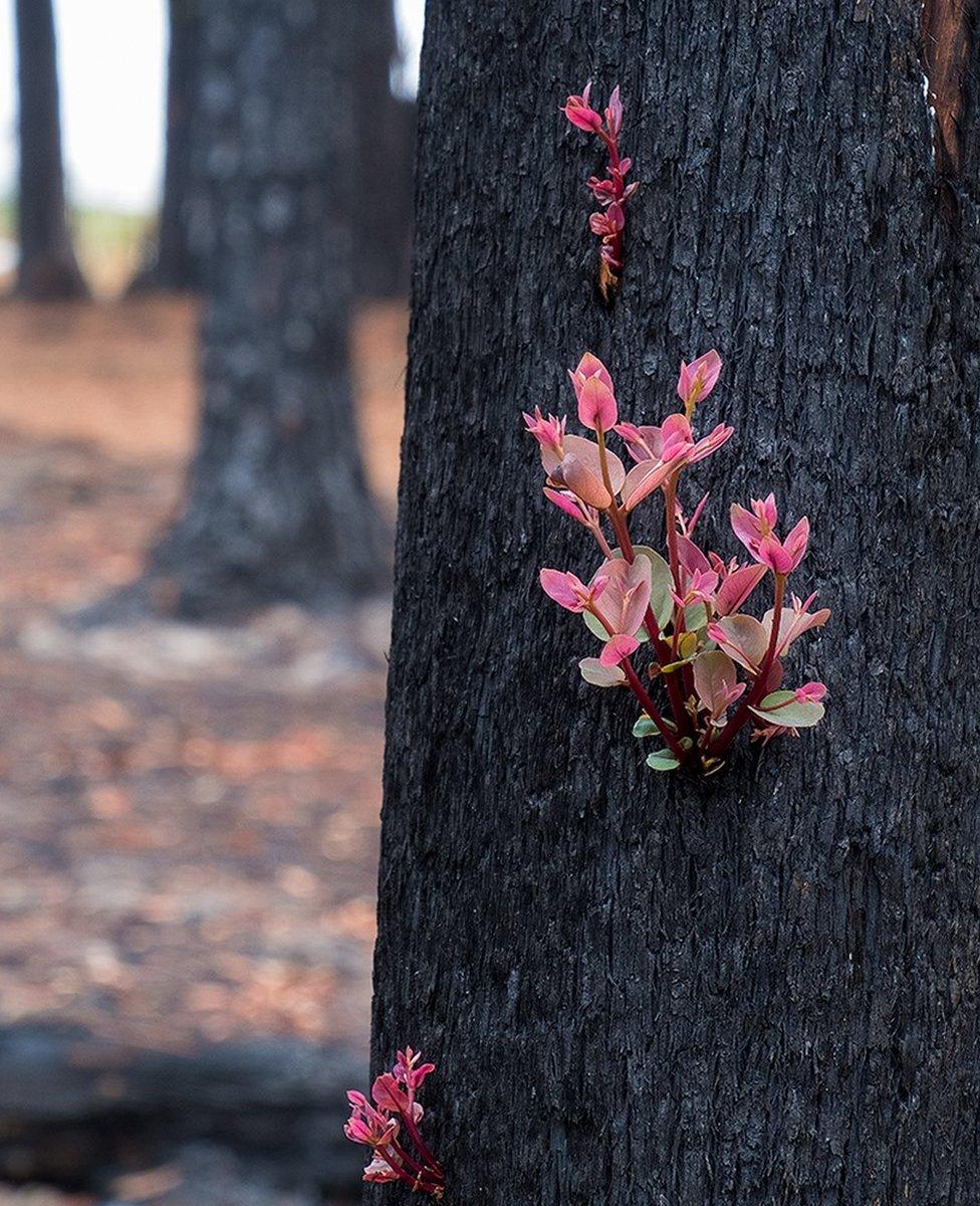 Some plant species have evolved to re-sprout very quickly after fire