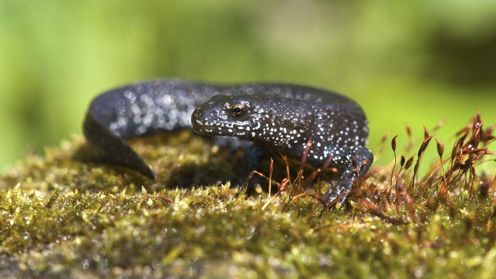 Great crested newts