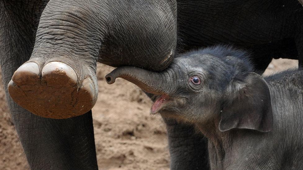 Elephant in Melbourne zoo