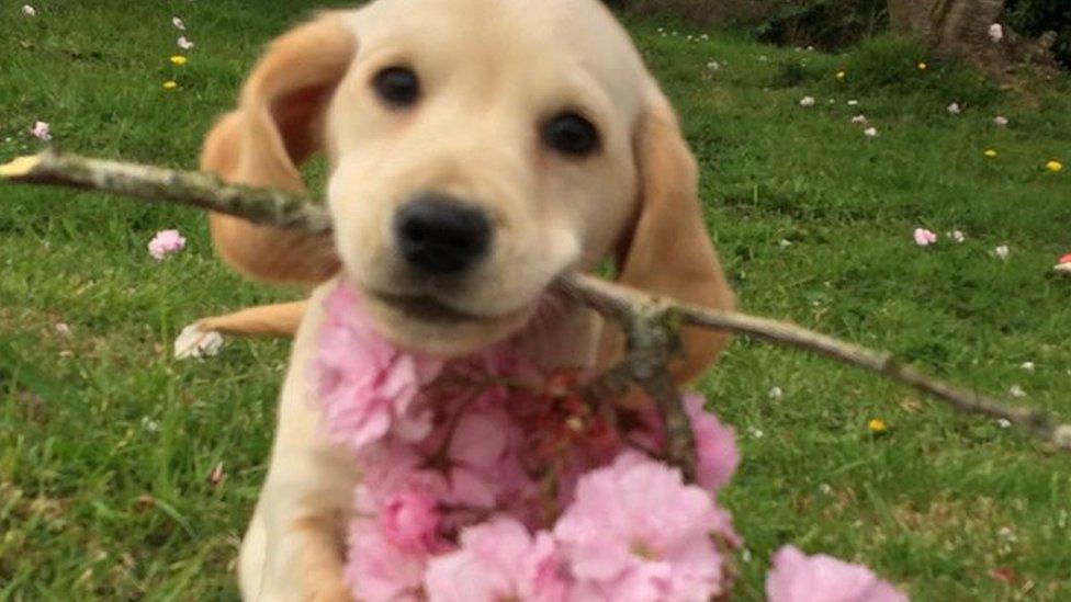 Golden labrador