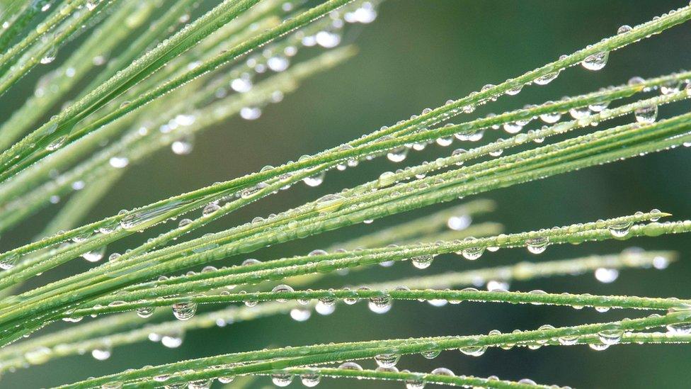 Pine needles with water droplets