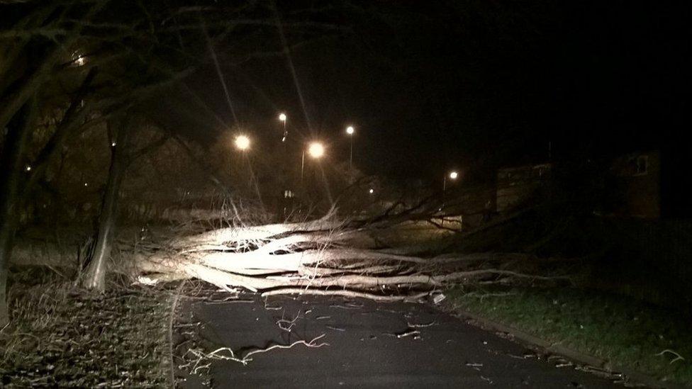 A tree brought down by winds