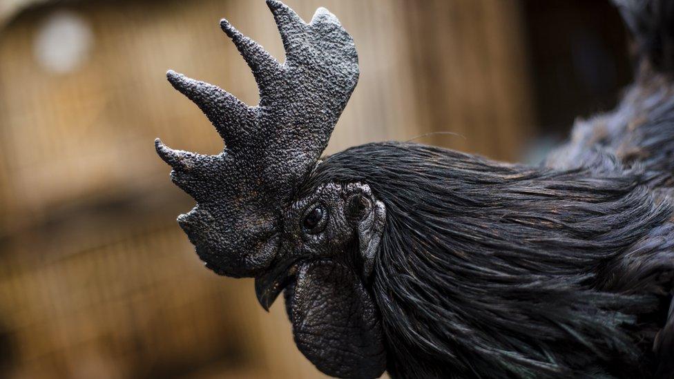 black-rooster.