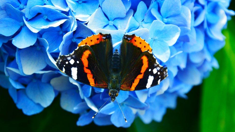 red admiral