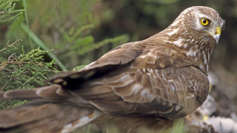 Hen harrier