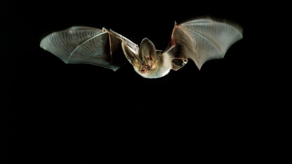 Plecotus Bat