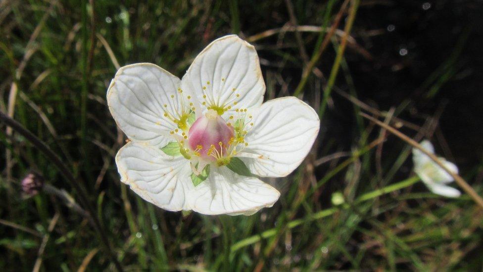 Grass of Parnassus at Eycott reserve