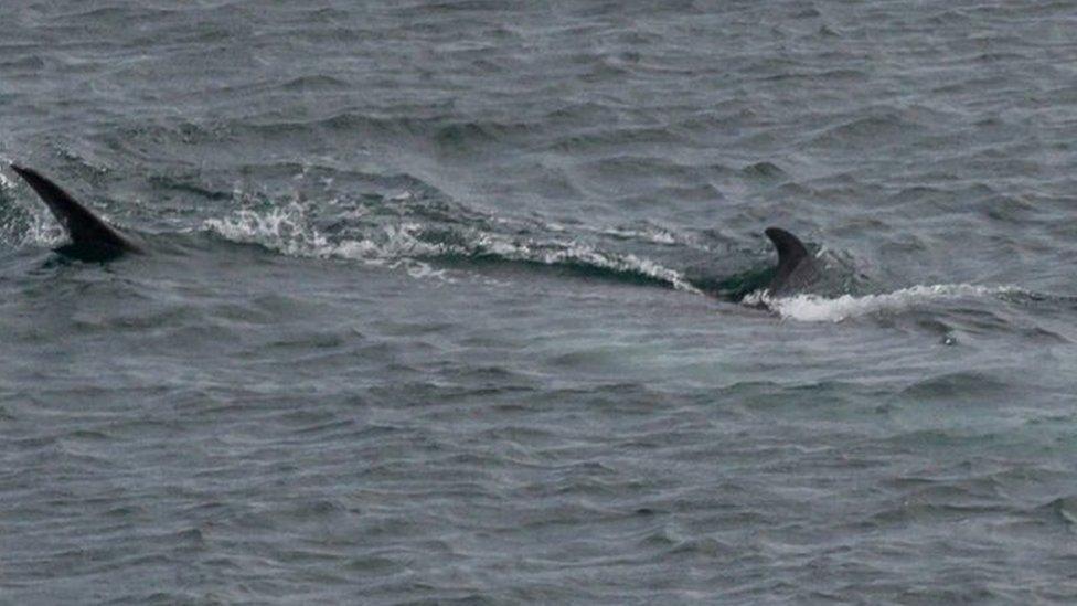 Minke Whale mother and calf