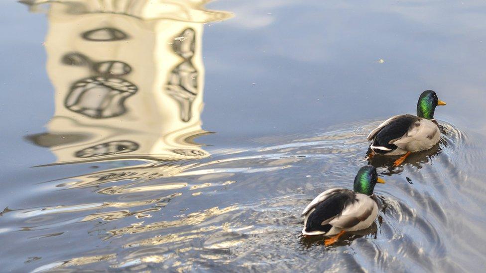 Ducks swimming at Roath Park in Cardiff, snapped by Joann Randles