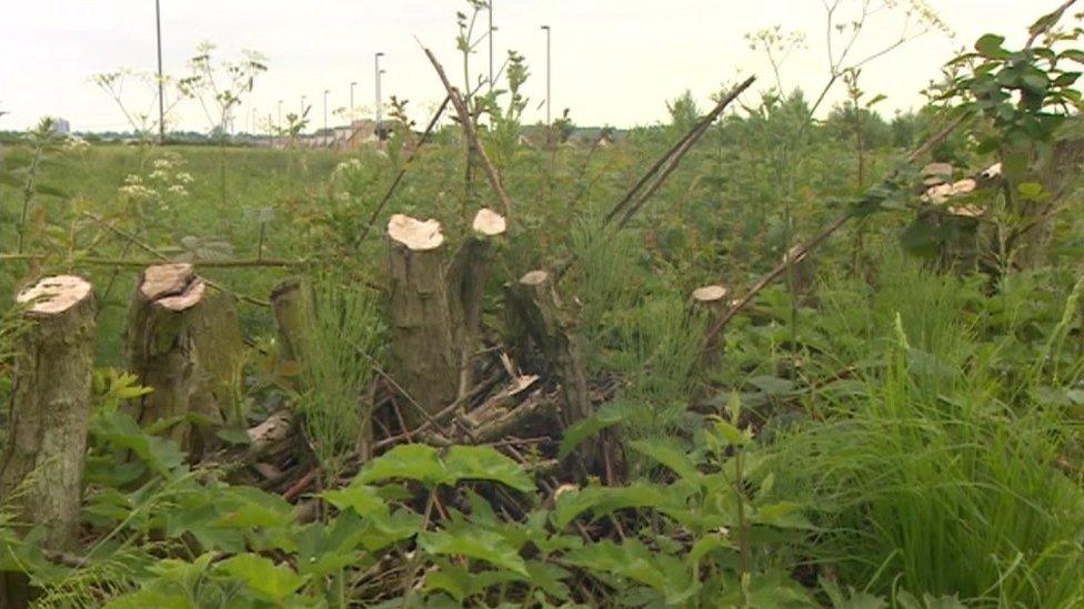 Felled trees in Newcastle